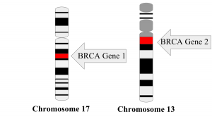 BRCA GENES